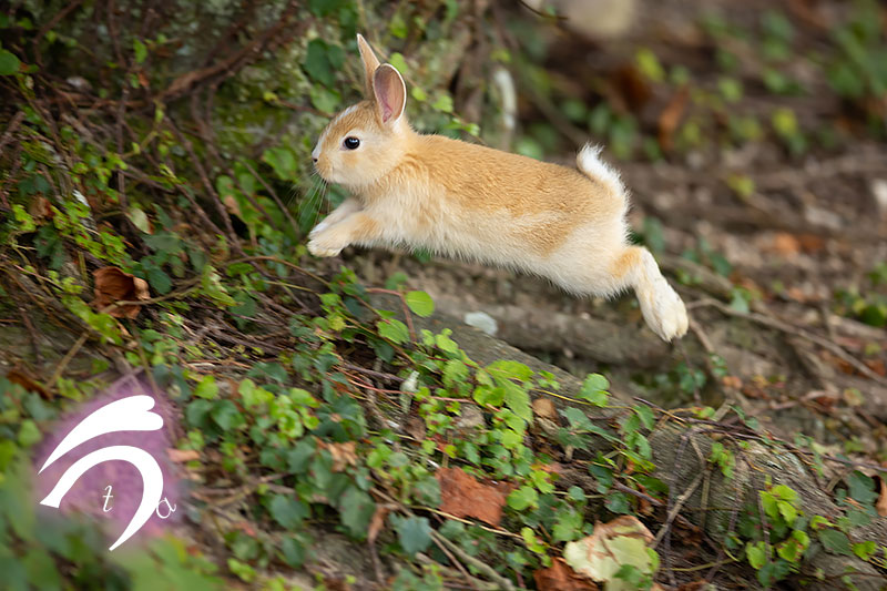うさぎさんと夏休み ≪大久野島の夏≫ – ココロのおうちのうさぎLife