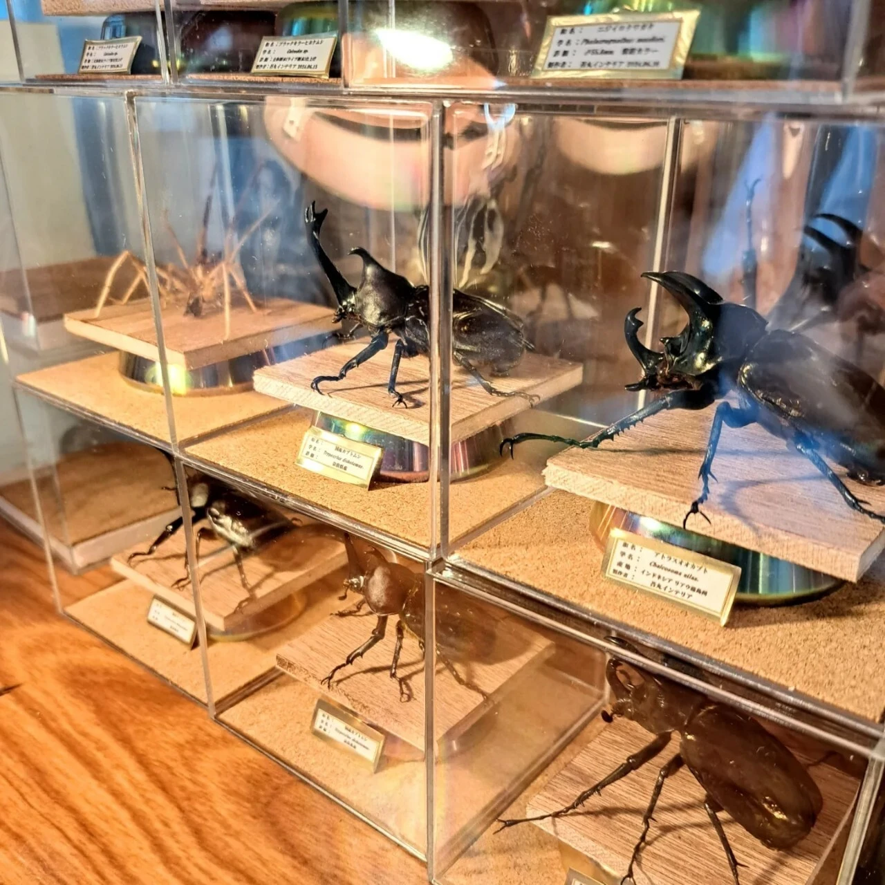 昆虫美をデザインする「インテリア標本」透明ケース・ガラスケース；苔
