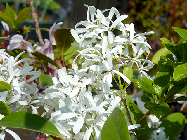 ヒトツバタゴ【なんじゃもんじゃ】鉢入り