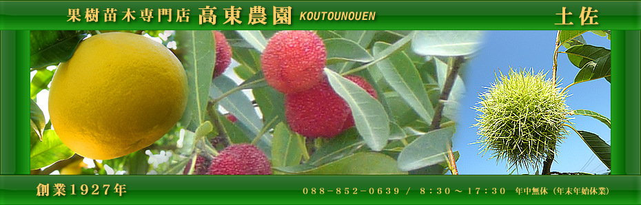 はるか【3年生】（接ぎ木・素掘り）