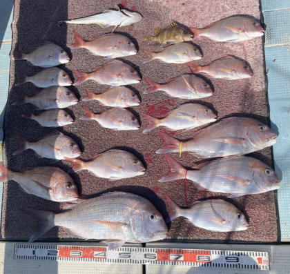 幸福丸の2025の釣果 - 上天草 幸福丸