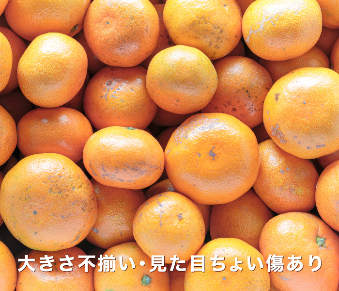 愛媛西宇和みかんの中でも一番人気！お得な訳あり品はご自宅用に