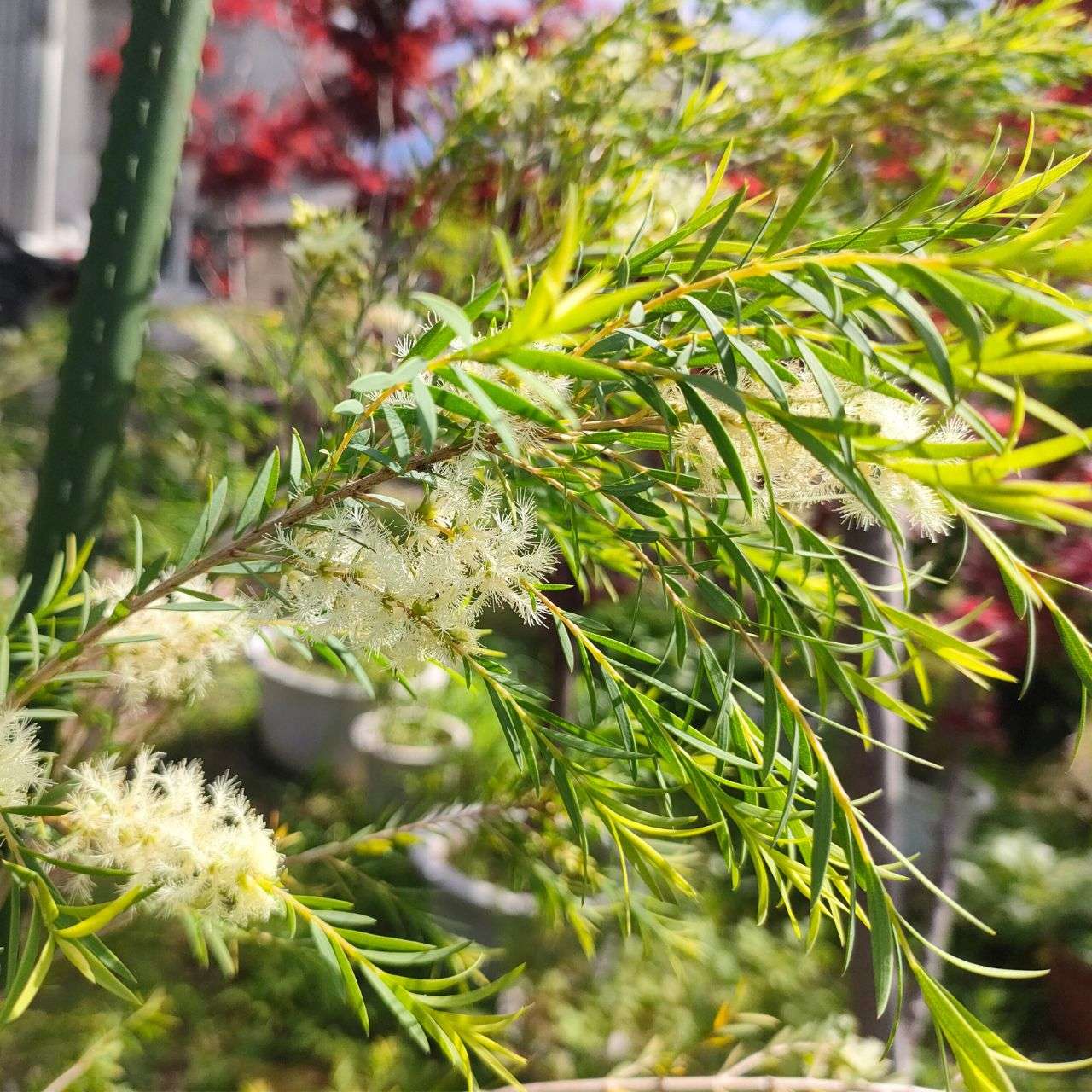 メラレウカ・スノーインサマー (メラレウカ・リナリイフォリア