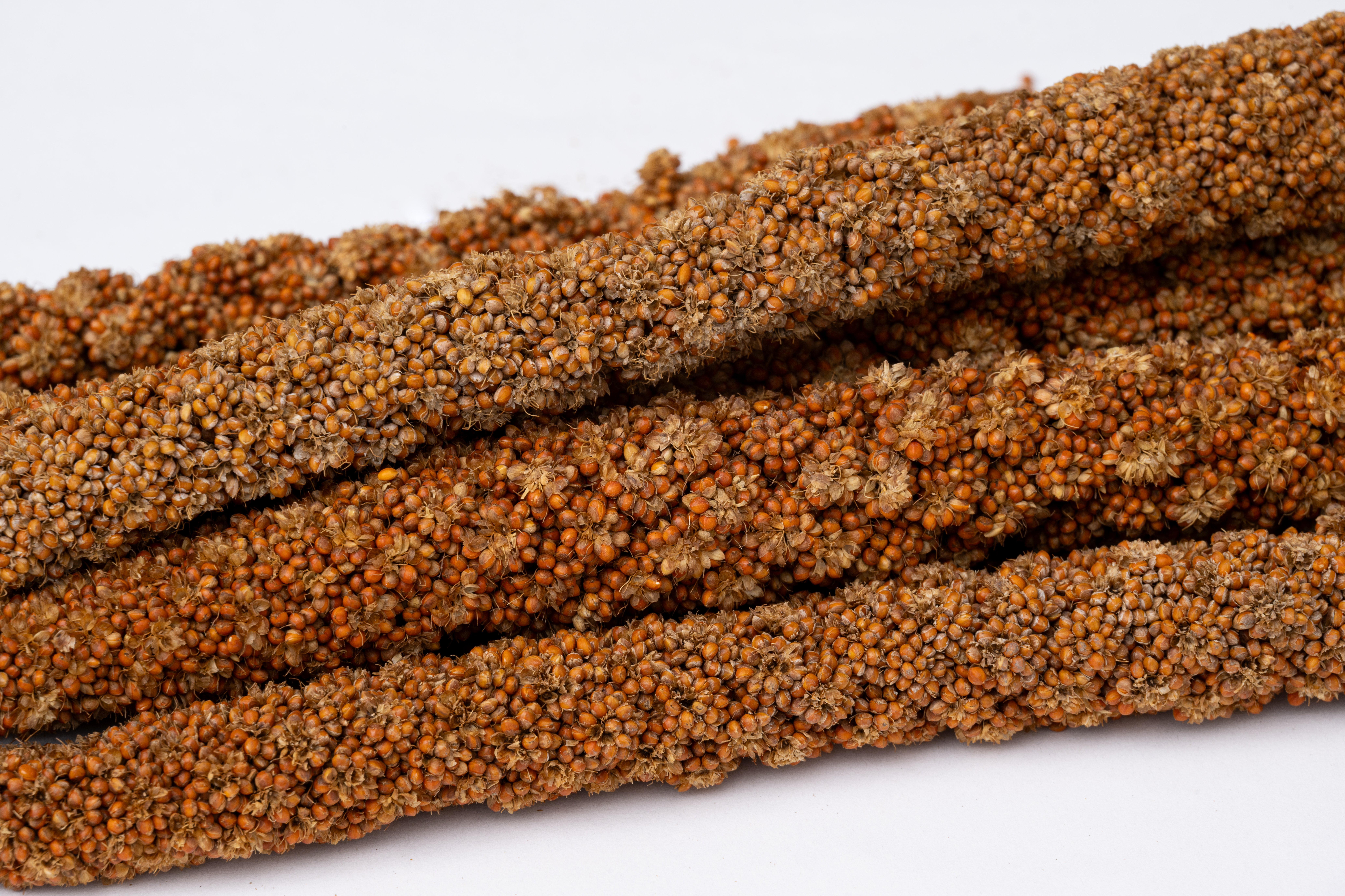 製品詳細ページ | 黒瀬ペットフード