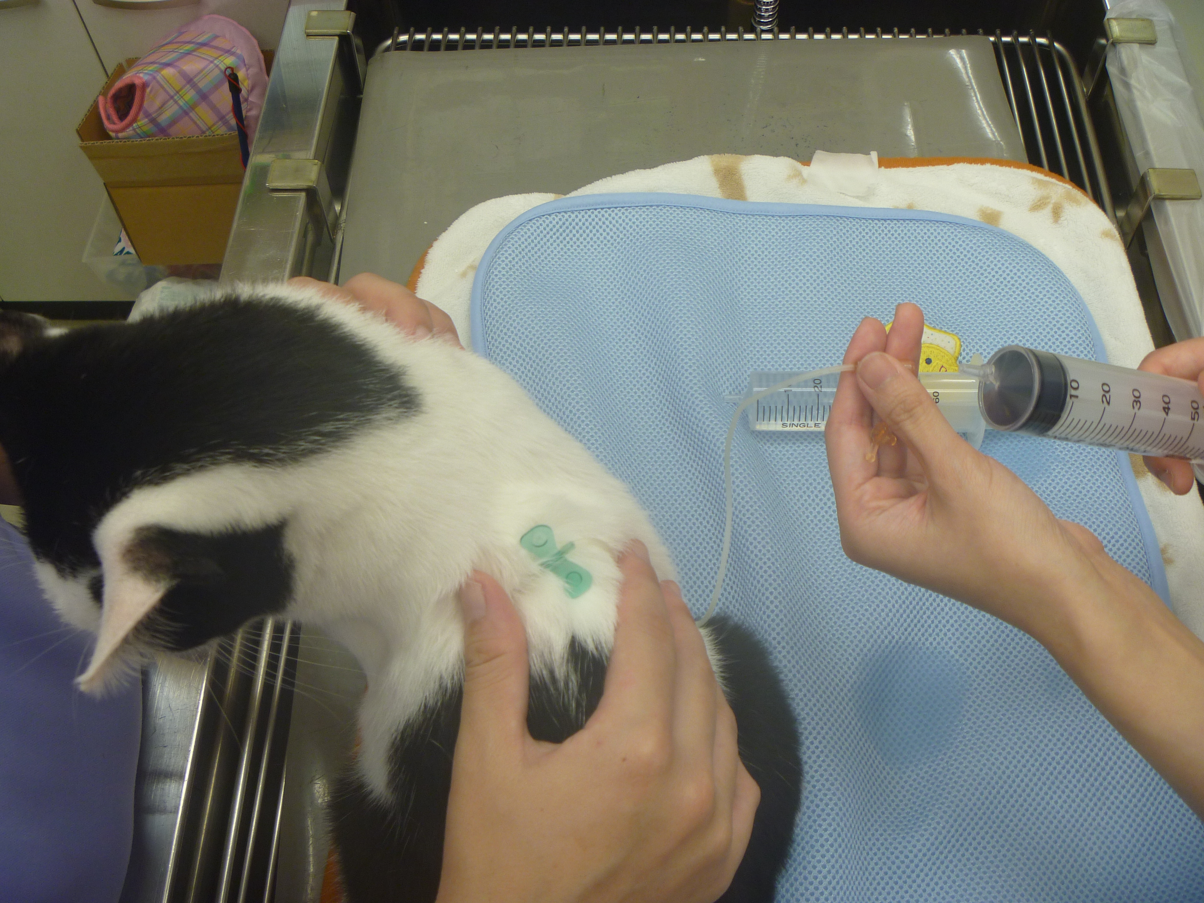 自宅で行う皮下点滴のやり方！ - 千葉県船橋市宮本のくわじま動物病院