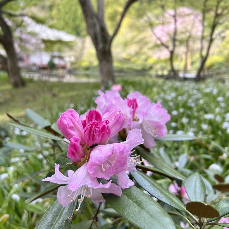 石楠花 開花！／久安寺公式サイト