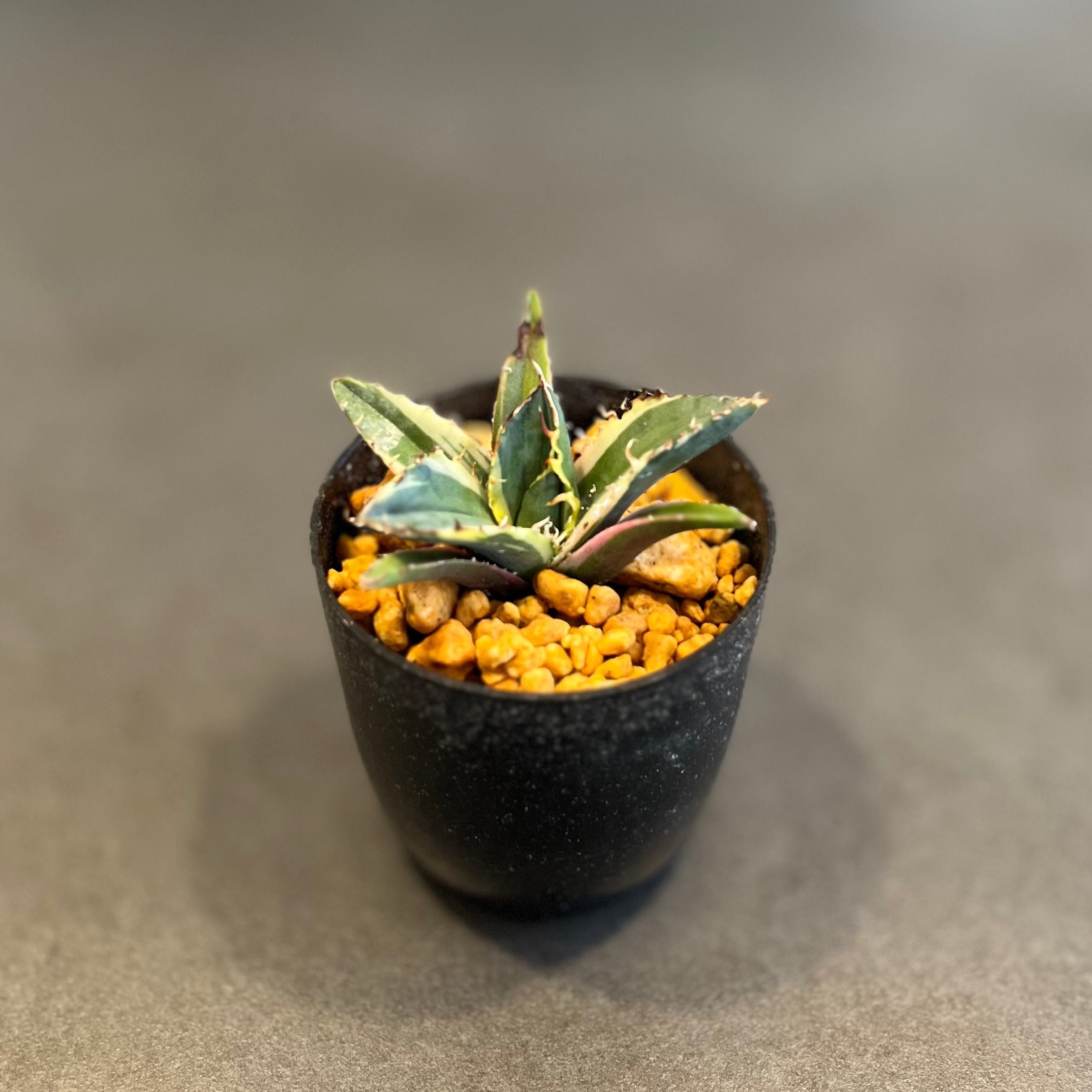 アガベ チタノタ 白鯨錦 覆輪斑 Agave Titanota 発根済み 鉢付き