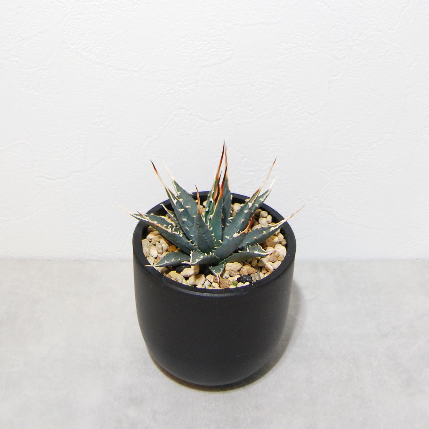 アガベ ユタエンシス エボリスピナ 実生 陽炎選抜 015 – linkplants