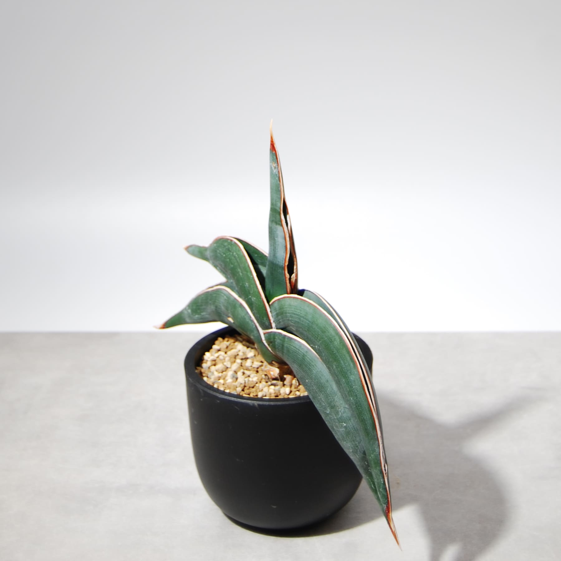 サンスベリア・ロリダ 002 – linkplants -リンクプランツ-