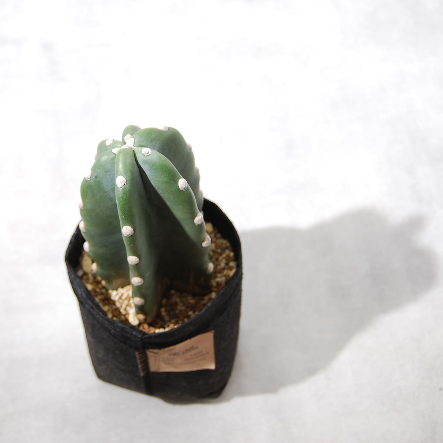 柱サボテン – linkplants -リンクプランツ-