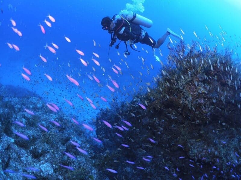 チービシ諸島ダイビングポイント 立柱（タッチュー）｜ドリフト