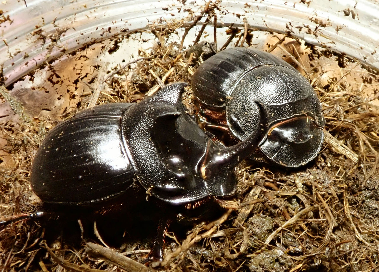 シカ糞によるダイコクコガネの飼育 : むしむしブログ