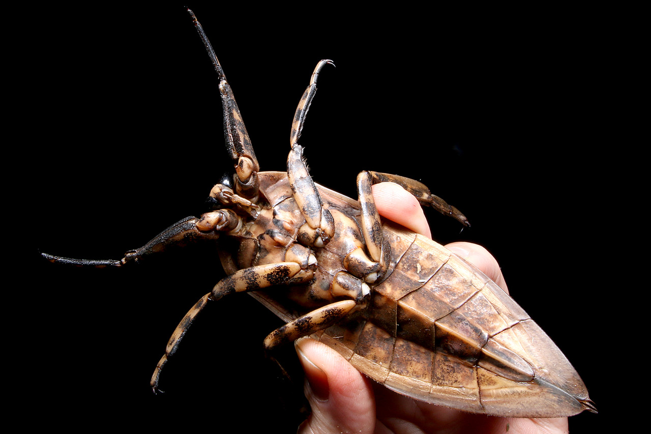 超巨大！ナンベイオオタガメ : ありんこ日記 AntRoom