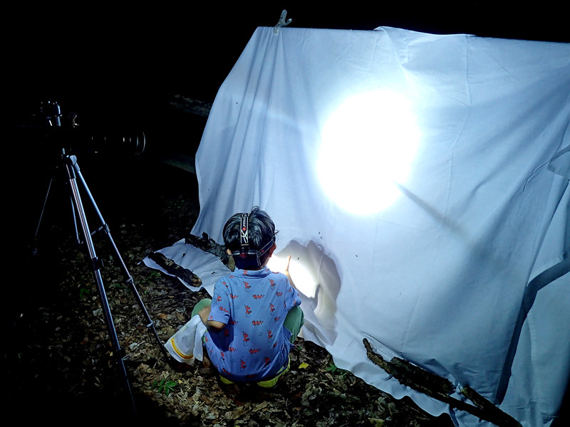 HIDを使ったライトトラップ : ありんこ日記 AntRoom