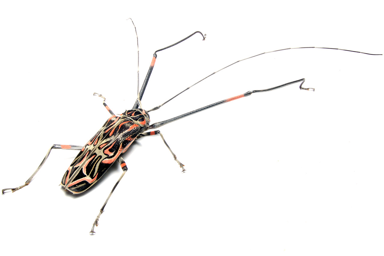 テナガカミキリに乗るカニムシ!? : ありんこ日記 AntRoom