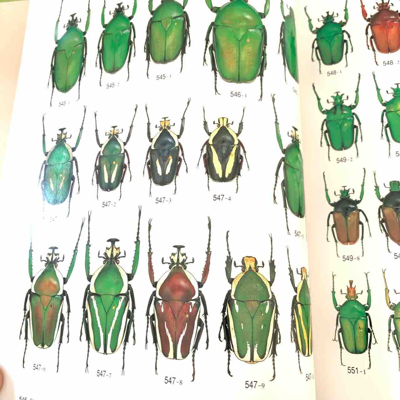 1997年のむし社激レア図鑑「世界のハナムグリ大図鑑」 : GOKUSAISHIKI