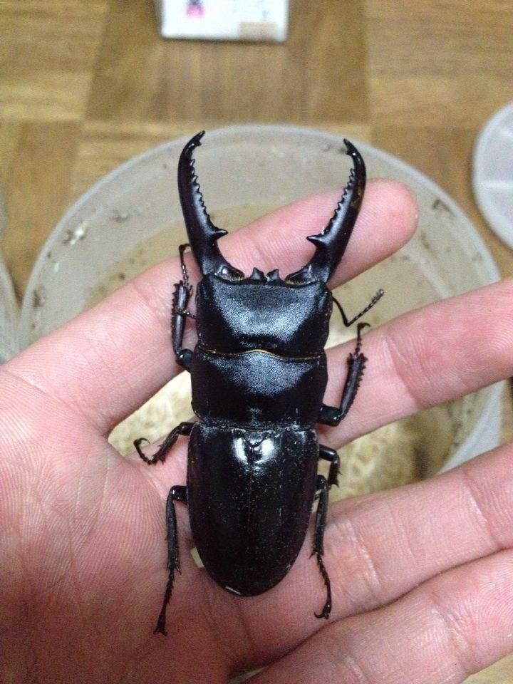 ツシマヒラタ掘り出し〜 : SUYのクワ部屋