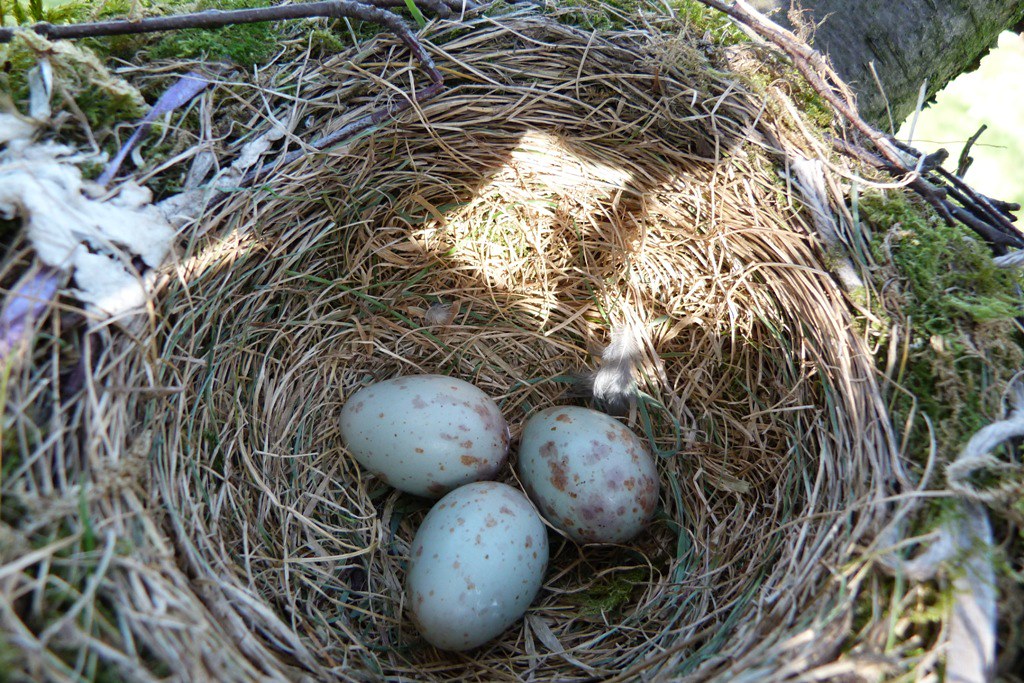 Mistle Thrush eggs. | (Turdus viscivorus) - North Liverpool