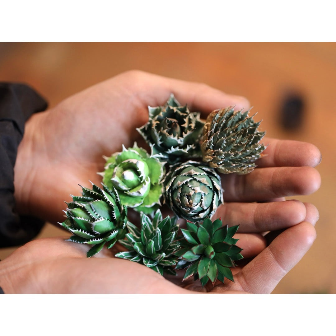 ミニチュア アガベAセット – LOBINDON