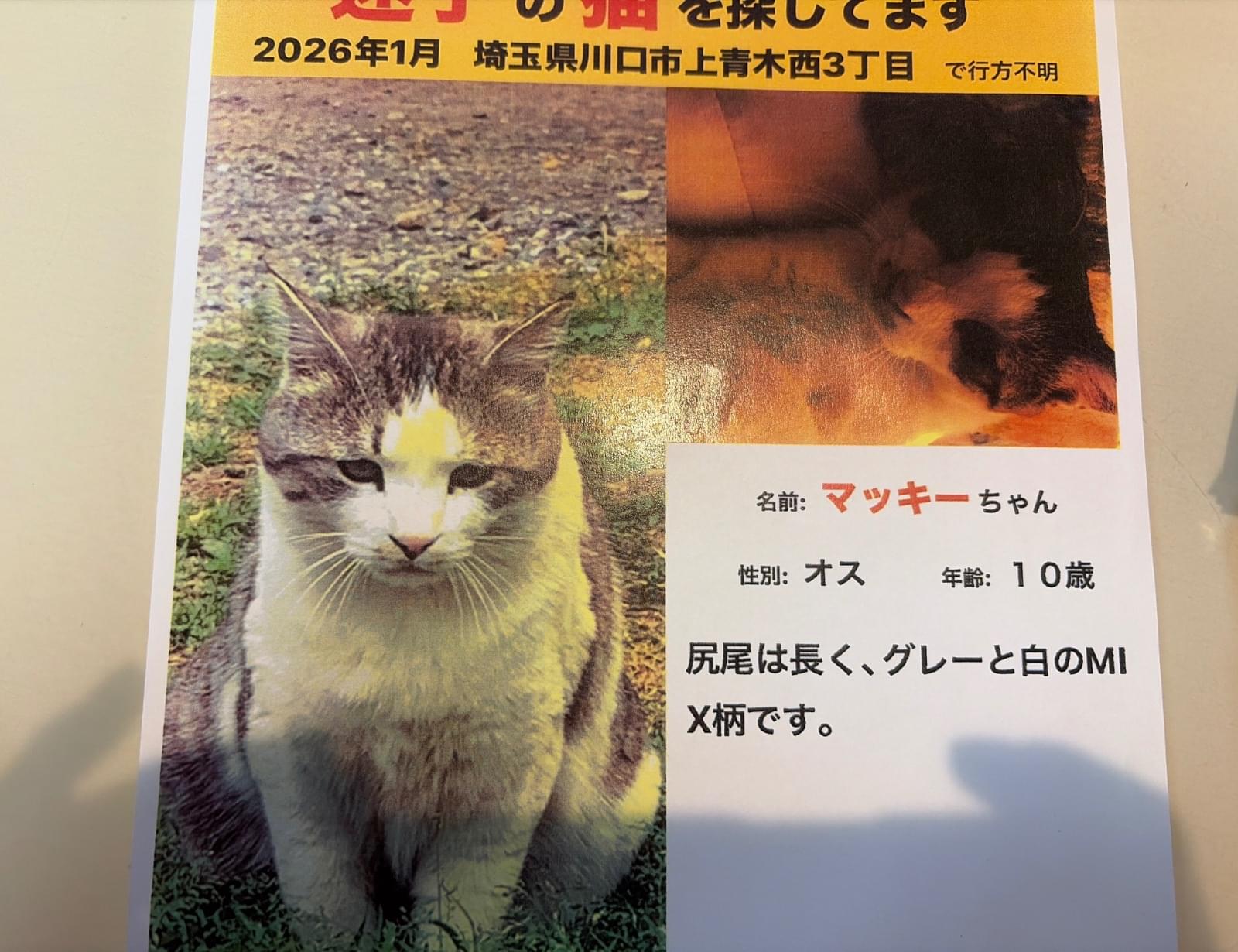 グレー✖️白の成猫を探しています