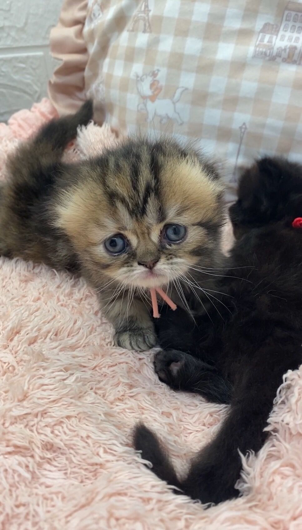 ベビー猫ちゃんのファーバッグ❤エキゾチック❤子猫ちゃん❤ ベビー猫ちゃんのファーバッグ❤エキゾチック❤子猫ちゃん❤ ネムネム