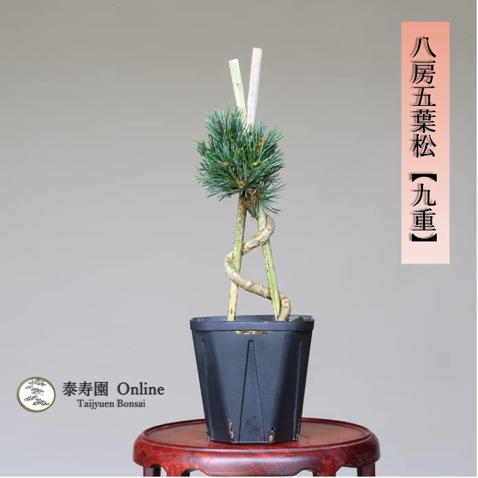 Amazon.co.jp: 八房五葉松【九重】苗木・素材 小品盆栽【泰寿園 Online