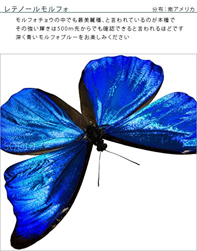 Amazon.co.jp: 蝶の標本 レテノールモルフォ Morpho rhetenor モルフォ
