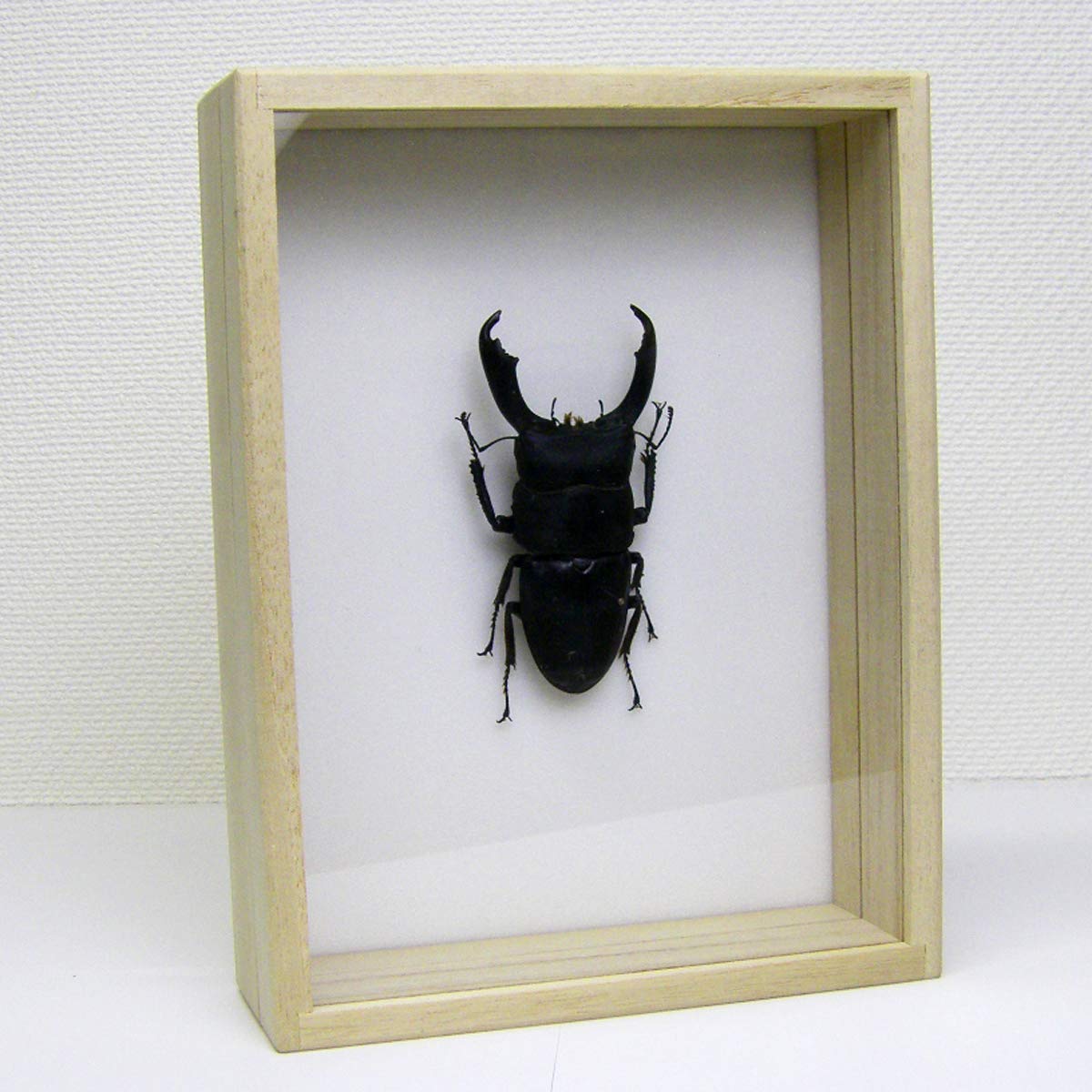 Amazon.co.jp: 虫の標本 オオヒラタクワガタ Dorcus titanus : ホーム