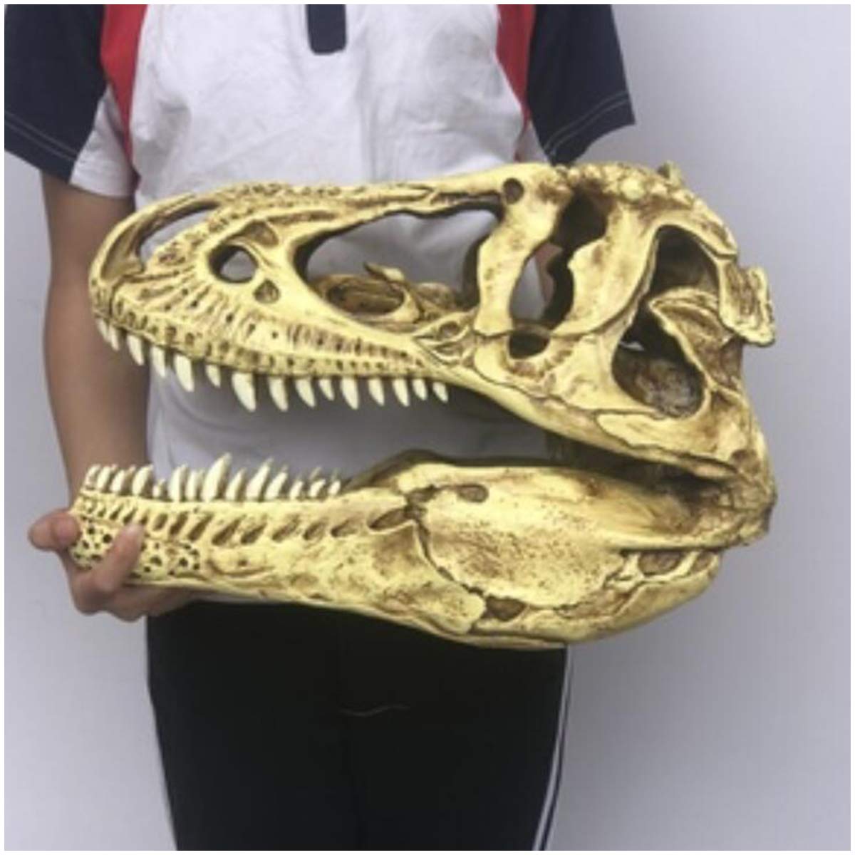 Amazon.co.jp: 恐竜の頭蓋骨の彫刻 - 恐竜の頭蓋骨モデル T レックス