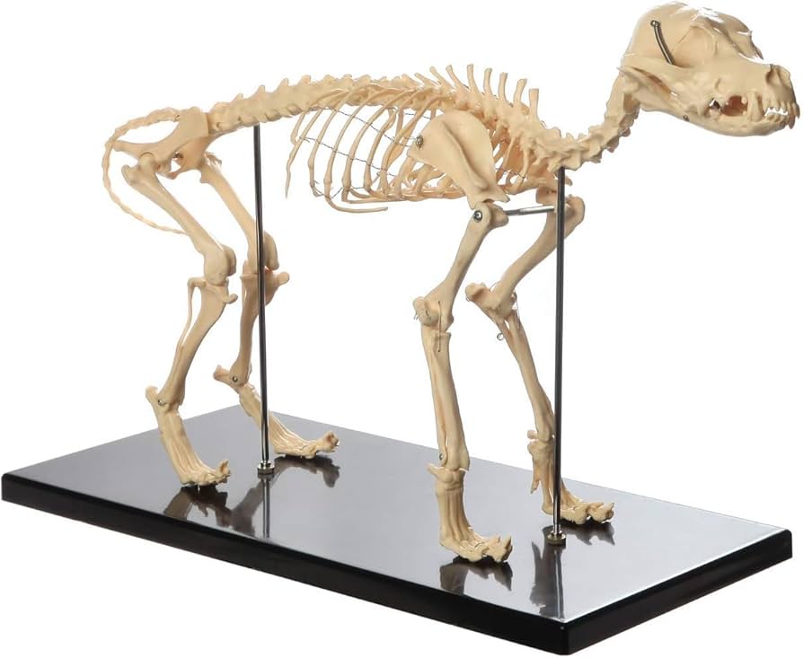 61OW5dCpv4L._AC_UF894,