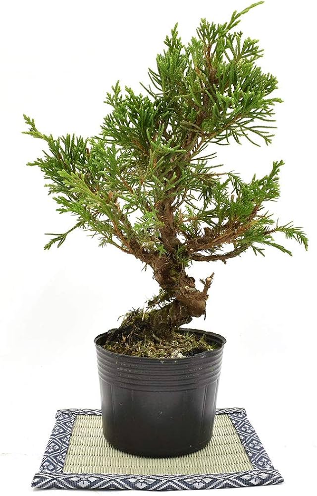 Amazon.co.jp: 盆栽 糸魚川真柏 素材 苗木 15cm ミニ盆栽 小品盆栽