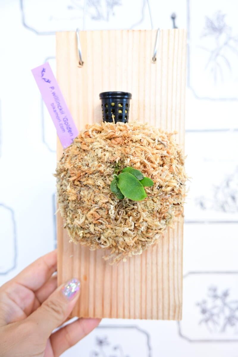 Amazon.co.jp: 金童 P.willinckii 'Golden boy' spored① ＠ビカ森wife