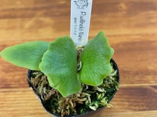 Amazon｜frog_yamato【willinckii Nano】ウィリンキー ナノ spore