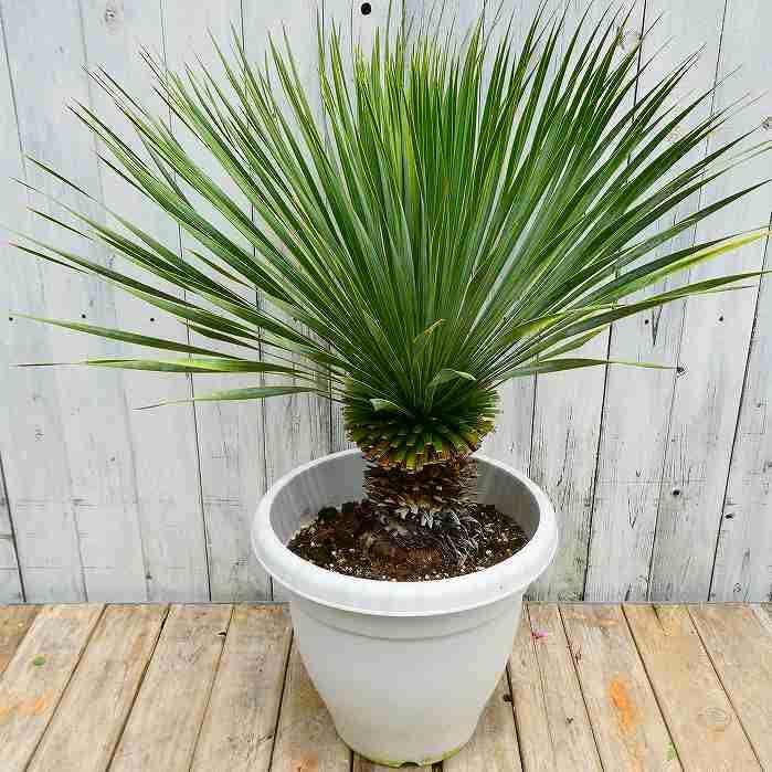 専用出品 ユッカロストラータ (の) 【公式通販】