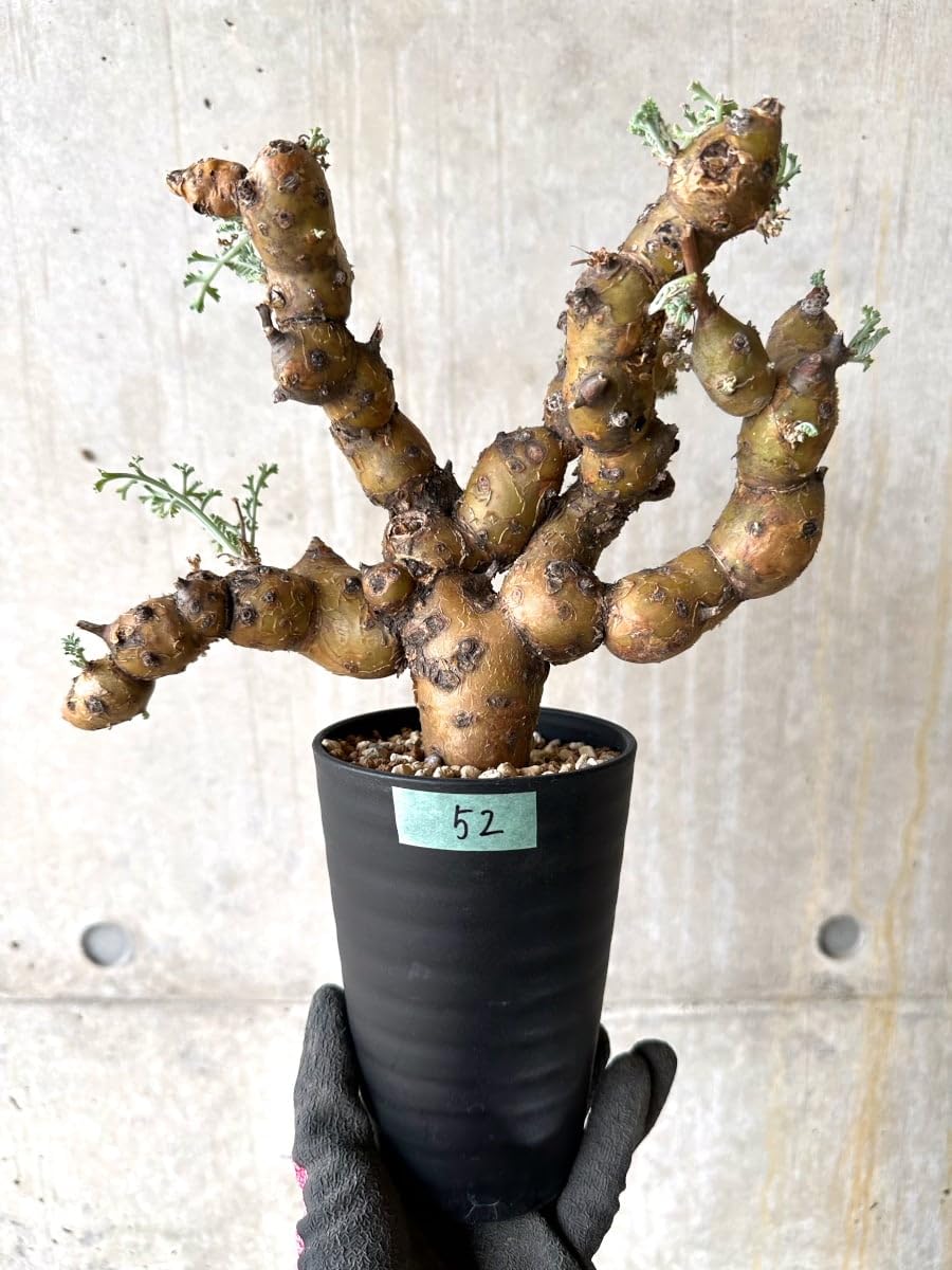 Amazon｜【現品限り】ペラルゴニウム・クリズミフォリウム 現地株