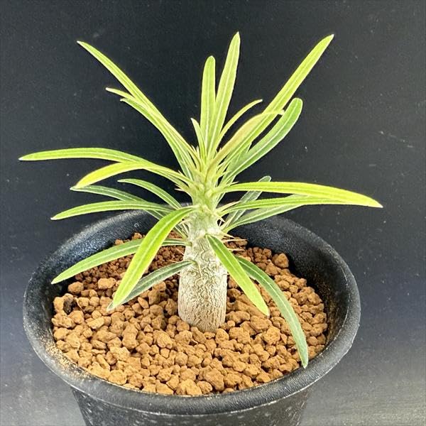 Amazon｜コーデックス：パキポディウム グラキリス 実生 M*｜観葉植物