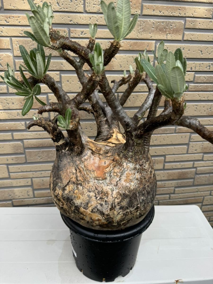 Amazon.co.jp: パキポディウム グラキリス 特大株 発根未確認 パキプス