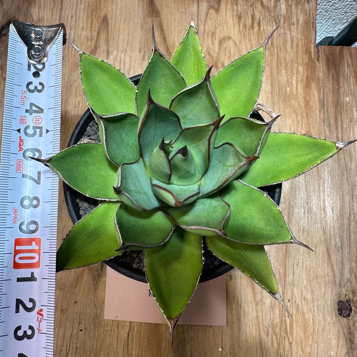 土田制所産 笹の雪×甲蟹】 アガベ ハイブリッド イシスメンシス Amazon