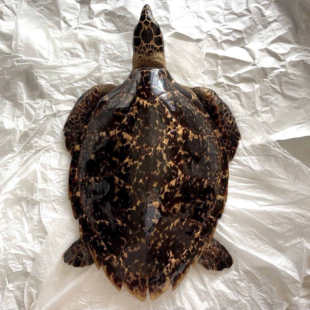 Amazon.co.jp: ウミガメ 剥製 海亀 タイマイ べっ甲 国際希少野生