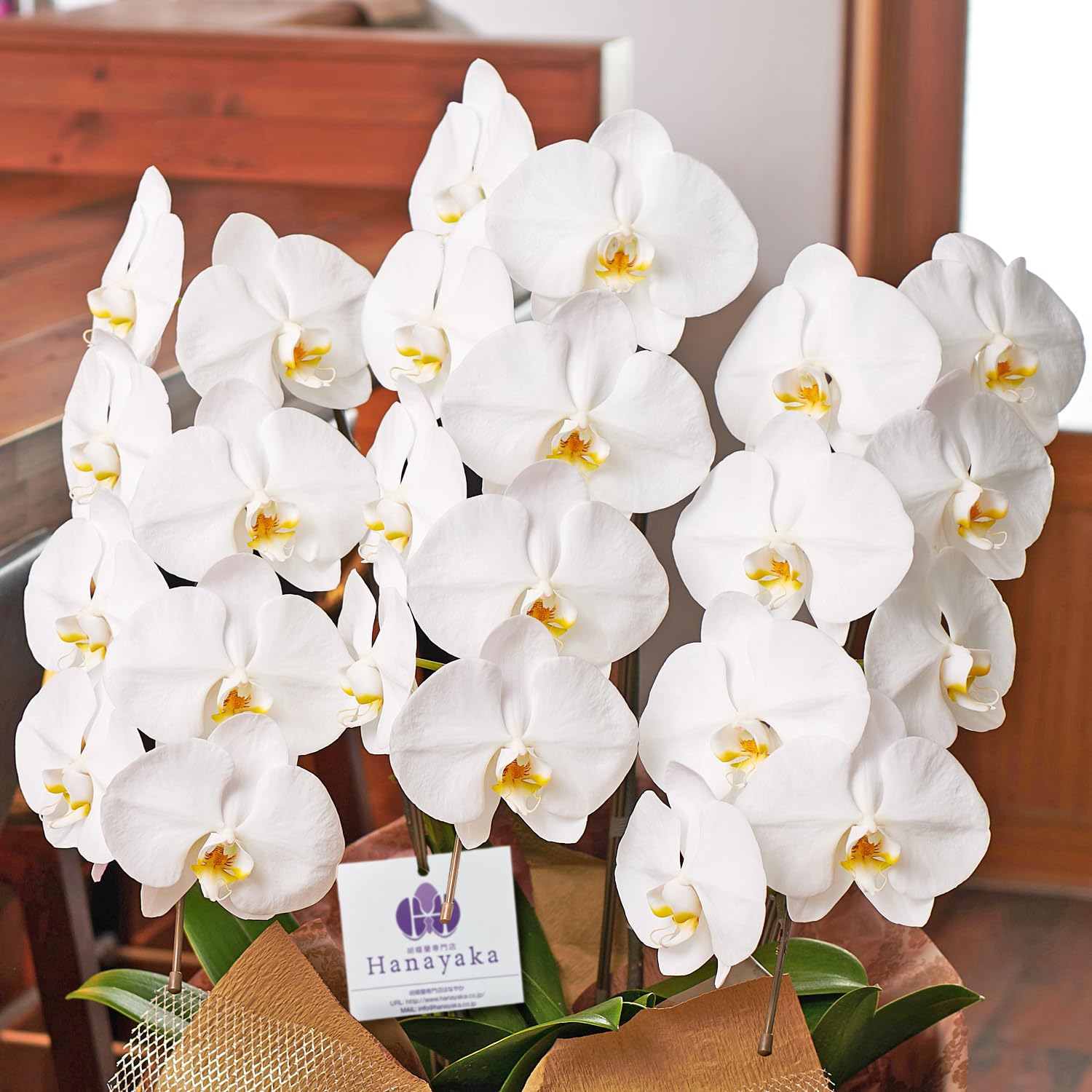 Amazon｜胡蝶蘭専門店はなやか 胡蝶蘭 白大輪 3本立ち 24輪以上｜観葉