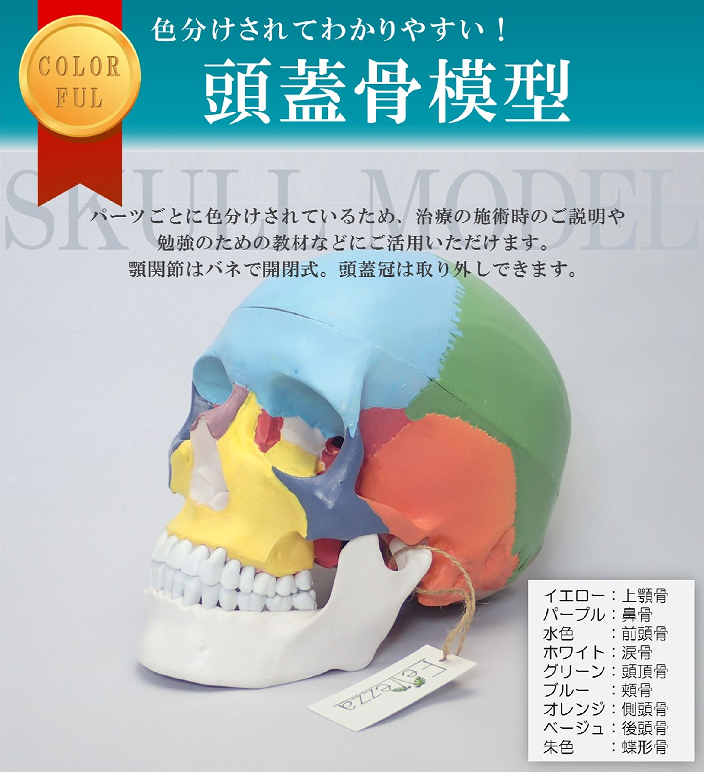 Amazon.co.jp: [Fellezza] 頭蓋骨模型 可動式頭蓋模型 歯模型 骨格