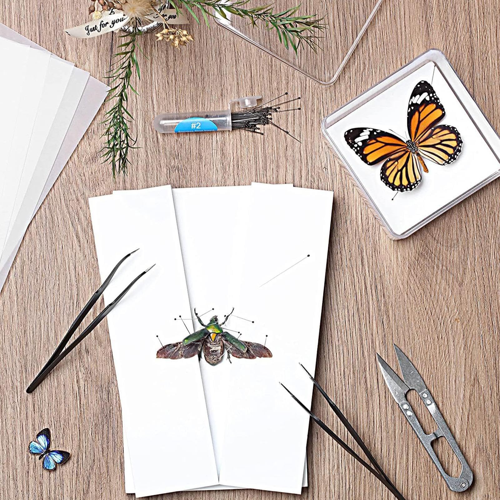 Amazon | 標本キット昆虫標本キット | 蝶のコレクション昆虫学 | 標本