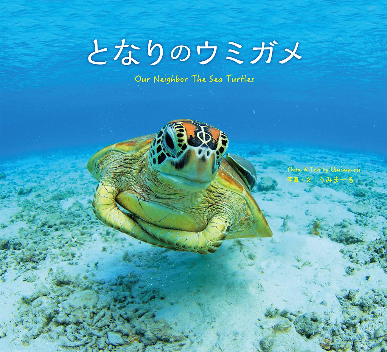 となりのウミガメ Our Neighbor The Sea Turtles (うみまーる写真集