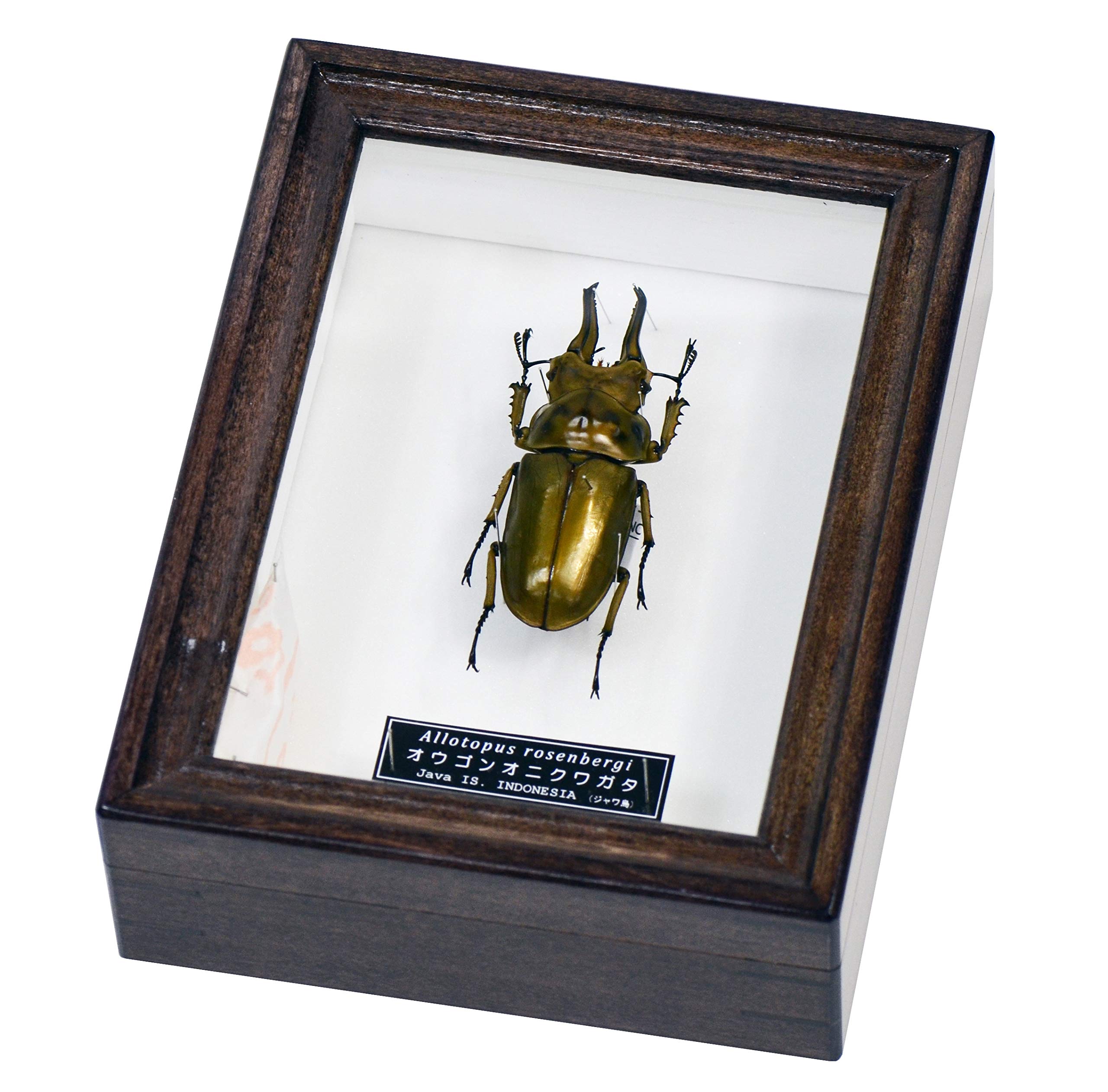 Amazon | 黄金色の美しいクワガタ 名和昆虫博物館 企画・製作