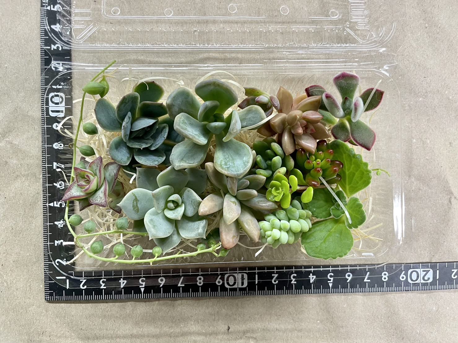 Amazon.co.jp: 【マルイ農園】多肉植物 カット苗 12種類お任せパック +