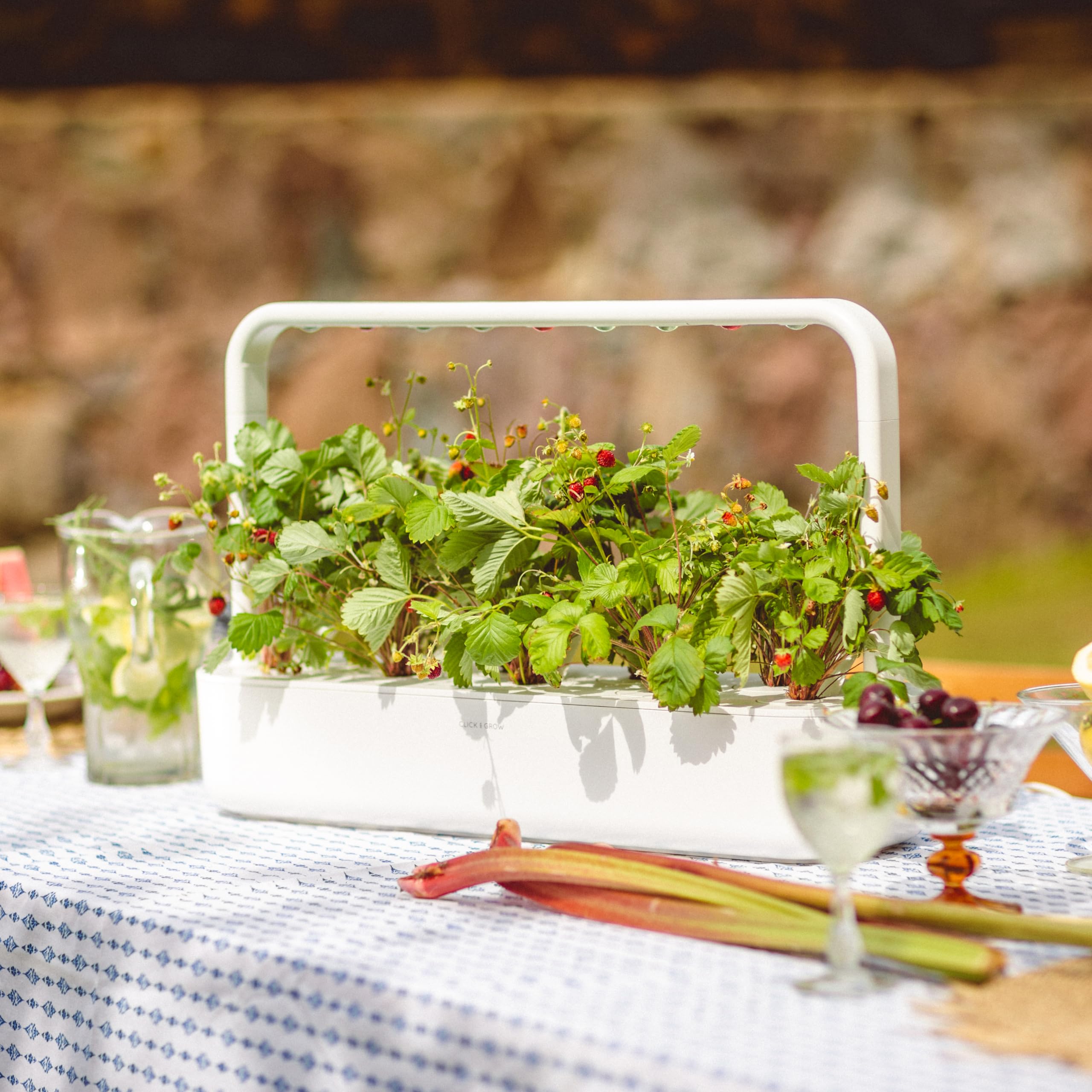 Amazon.com : Click and Grow Smart Garden Wild Strawberry Plant