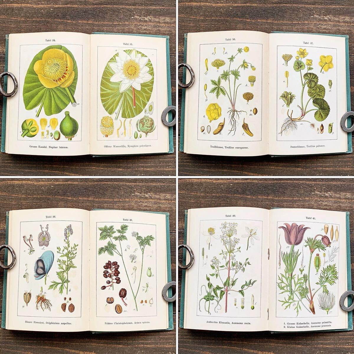 Amazon.co.jp: [1901年]ドイツの古い植物図鑑(Flora von Deutschland 5