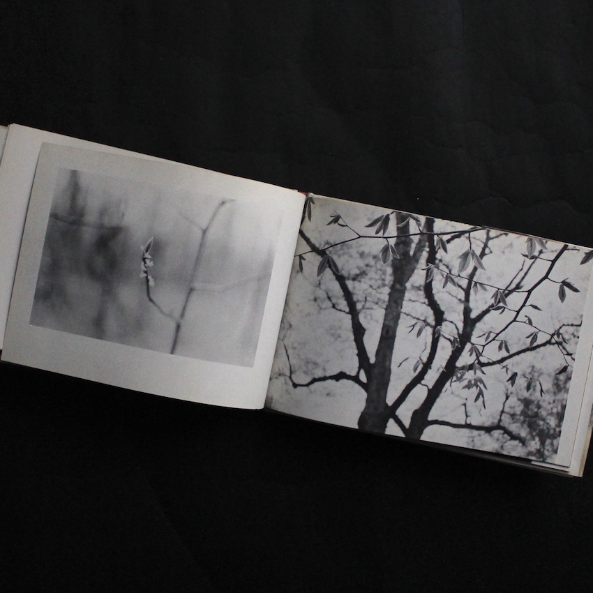 The Park - Helen Buttfield