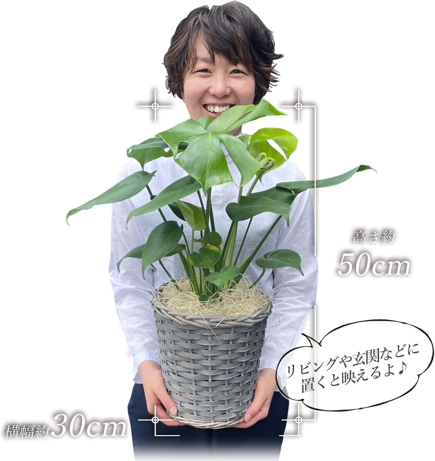 モンステラ 鉢植え もんすてら 観葉 植物 6号 観葉植物 室内用 本物