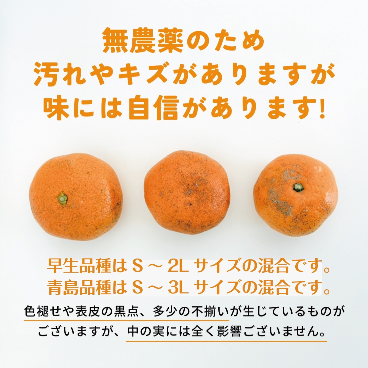 位田さんの完全無農薬三ヶ日みかん 8kg - 浜名湖産直マーケット